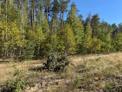 «Вражає печінку незворотньо»: скільки випадків отруєння грибами зафіксували на Полтавщині «Вражає печінку незворотньо»: скільки випадків отруєння грибами зафіксували на Полтавщині