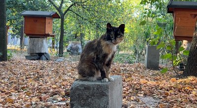 «Клімат змінюється»: пасічник із Полісся розповів чому бджолам стає важче збирати мед на Рівненщині «Клімат змінюється»: пасічник із Полісся розповів чому бджолам стає важче збирати мед на Рівненщині