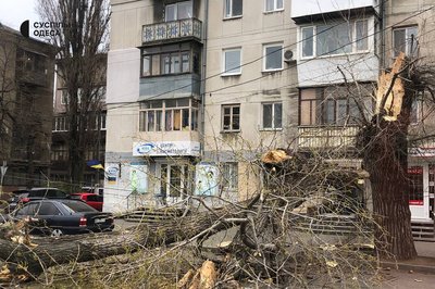 Наслідки негоди в Одесі: через падіння дерева зупинили рух двох трамваїв та тролейбуса