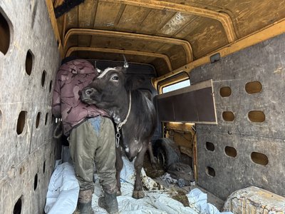 "В центрі Сум, зате – з коровою". Як евакуйована з коровою родина облаштувалася в Сумах "В центрі Сум, зате – з коровою". Як евакуйована з коровою родина облаштувалася в Сумах