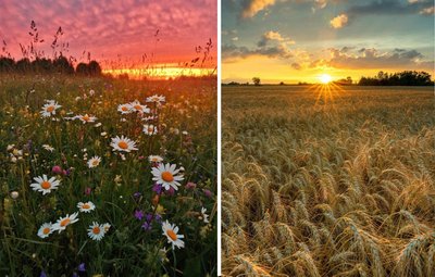 Природа Кіровоградщини. Село Косівка Природа Кіровоградщини. Село Косівка