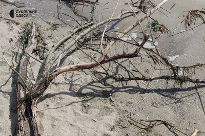 Металеве ліжко, залишки меблів та гілки: до пляжів Одещини прибуває сміття після підриву ГЕС Металеве ліжко, залишки меблів та гілки: до пляжів Одещини прибуває сміття після підриву ГЕС