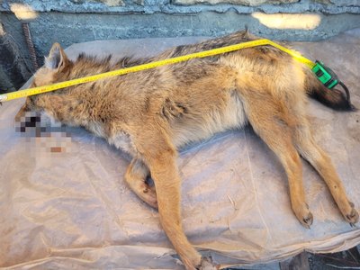 Шакал, Canis aureus, шакал на тернопільщині Шакал, Canis aureus, шакал на тернопільщині