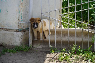 "Розбомбило в мене дах". Що розповідають останні жителі прифронтового Чаплиного на Дніпропетровщині "Розбомбило в мене дах". Що розповідають останні жителі прифронтового Чаплиного на Дніпропетровщині