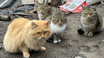 Іжевка коти Костянтинівська громада Донецька область 3 лютого 2025 рік Іжевка коти Костянтинівська громада Донецька область 3 лютого 2025 рік