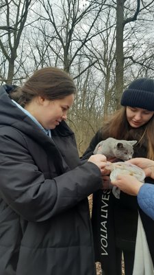 Харків кошеня Харків кошеня
