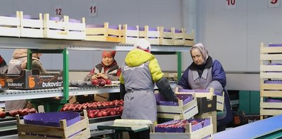 Продають яблука до країн Азії: чому в Недобоївській громаді на Буковині найкращі умов для розвитку садівництва Продають яблука до країн Азії: чому в Недобоївській громаді на Буковині найкращі умов для розвитку садівництва