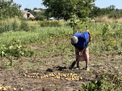 У Полтаві почали копати картоплю: як вродила 2026-го У Полтаві почали копати картоплю: як вродила 2026-го