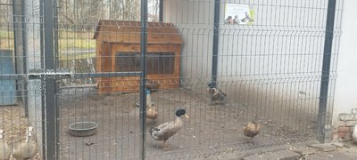 У зоокуточку підготовку до зимового періоду почали заздалегідь, листопад 2025 року, Хмельницький У зоокуточку підготовку до зимового періоду почали заздалегідь, листопад 2025 року, Хмельницький