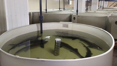 На Кіровоградщині розташована єдина в Україні працююча осетрова ферма На Кіровоградщині розташована єдина в Україні працююча осетрова ферма