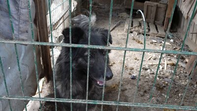 Снаряди розривались поряд, один влучив у вольєр. Як під обстрілами у Херсоні виживає притулок для тварин Снаряди розривались поряд, один влучив у вольєр. Як під обстрілами у Херсоні виживає притулок для тварин