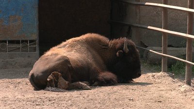 Купаються, їдять морозиво та кавуни: як переживають спеку тварини Менського зоопарку, що на Чернігівщині Купаються, їдять морозиво та кавуни: як переживають спеку тварини Менського зоопарку, що на Чернігівщині