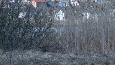 Витягли з водойми: на Вінниччині шукають господарів для врятованого цуценя Витягли з водойми: на Вінниччині шукають господарів для врятованого цуценя