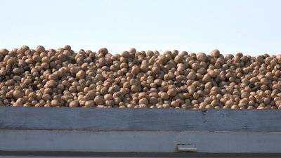 картопля, ціна урожай, сорт картоплі, аграрії картопля, ціна урожай, сорт картоплі, аграрії