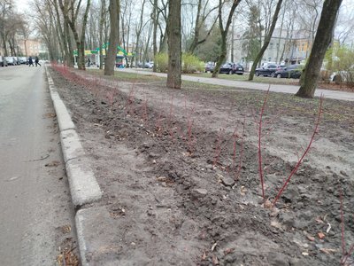 Чи достатньо у Полтаві дерев та що робити з омелою: дослідження озеленення Чи достатньо у Полтаві дерев та що робити з омелою: дослідження озеленення