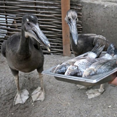 У Києві У Києві