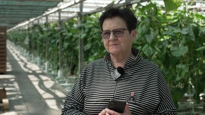Понад п'ять гектарів помідор та три гектари огірків вирощують у теплицях в селі Зоря на Рівненщині Понад п'ять гектарів помідор та три гектари огірків вирощують у теплицях в селі Зоря на Рівненщині