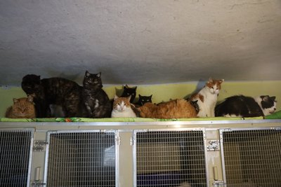 Під опікою 300 котів. У херсонському притулку рятують тварин, яких покинули господарі Під опікою 300 котів. У херсонському притулку рятують тварин, яких покинули господарі