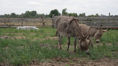 Бублик та Бубочка охороняють корів від хижаків: як на Чернігівщині розводять віслюків Бублик та Бубочка охороняють корів від хижаків: як на Чернігівщині розводять віслюків