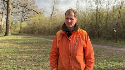 У Полтаві скорочується кількість беріз: яка причина У Полтаві скорочується кількість беріз: яка причина