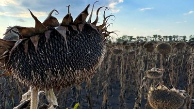 У Кіровоградській області збирають соняшник: яка врожайність