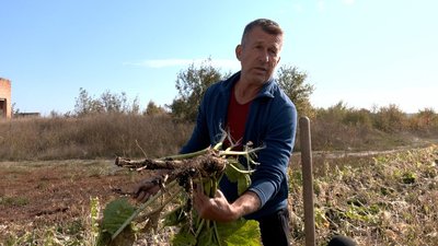 «Недостатньо сировини»: як вирощують хрін на Вінниччині та чому виробники просять фермерів збільшити площі посіву