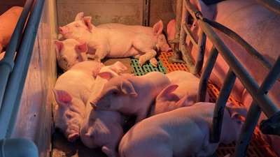На Миколаївщині вирощують гібридних свиней На Миколаївщині вирощують гібридних свиней