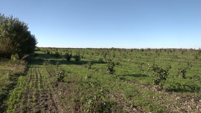 Фундук на Рівненщині: садівники освоюють нову нішу агробізнесу Фундук на Рівненщині: садівники освоюють нову нішу агробізнесу