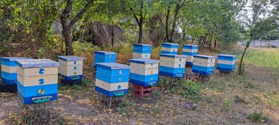 пасіка пасічник Роман Бурджанадзе бджоляр переселенець Сєвєродонецьк Луганщина мед Павлоградський район Дніпропетровська область 29 серпня 2024 рік пасіка пасічник Роман Бурджанадзе бджоляр переселенець Сєвєродонецьк Луганщина мед Павлоградський район Дніпропетровська область 29 серпня 2024 рік