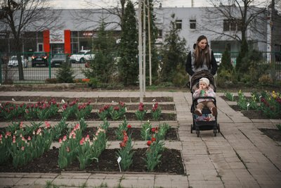 У ботанічному саду Харкова квітнуть тюльпани У ботанічному саду Харкова квітнуть тюльпани