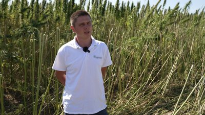 Екоутеплювач, канати, олія й медикаменти: на Чернігівщині збирають урожай промислових конопель Екоутеплювач, канати, олія й медикаменти: на Чернігівщині збирають урожай промислових конопель