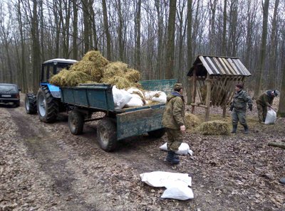 Лісівники Вінниччини розпочали зимову підгодівлю тварин Лісівники Вінниччини розпочали зимову підгодівлю тварин