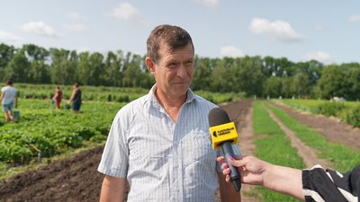 Стартував сезон полуниці: як вирощувати полуницю та скільки коштує в Сумах Стартував сезон полуниці: як вирощувати полуницю та скільки коштує в Сумах