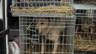Собаки з Дружківки евакуація тварин UAnimals Донецька область 9 листопада 2025 рік Собаки з Дружківки евакуація тварин UAnimals Донецька область 9 листопада 2025 рік