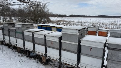 Кіровоградщина лідирує в Україні за кількістю пасік Кіровоградщина лідирує в Україні за кількістю пасік