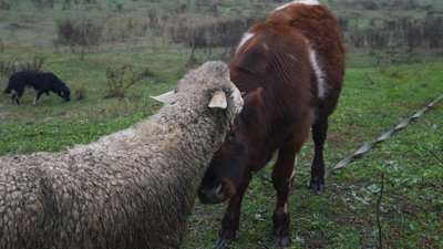 вівці вівці