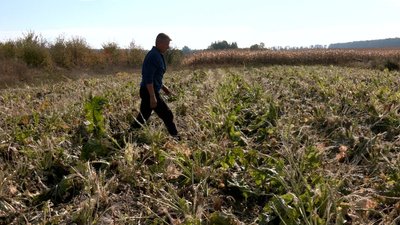 «Недостатньо сировини»: як вирощують хрін на Вінниччині та чому виробники просять фермерів збільшити площі посіву