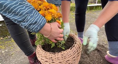 Кулясті хризантеми із центральної клумби села розіграли за донати на ЗСУ на Рівненщині Кулясті хризантеми із центральної клумби села розіграли за донати на ЗСУ на Рівненщині