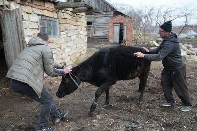 Троє телят, тридцять собак: як облаштувалися тварини з прикордоння у Нижній Сироватці