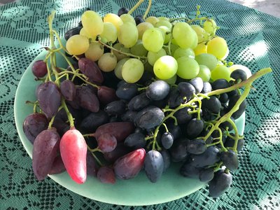Виноград із городу родини Ліневичів Виноград із городу родини Ліневичів