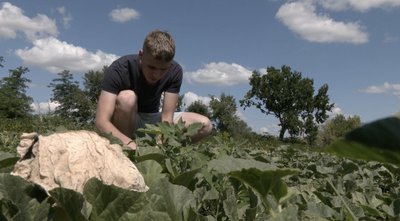 "А казали, що в нас не ростуть": 24-річний IT-вець з Черкащини вирощує кавуни "А казали, що в нас не ростуть": 24-річний IT-вець з Черкащини вирощує кавуни