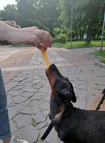 Які продукти можуть завдати шкоди собакам і котам — розповіла житомирська лікарка-ветеринар Які продукти можуть завдати шкоди собакам і котам — розповіла житомирська лікарка-ветеринар