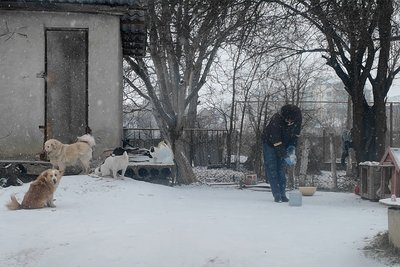 Безпритульні собаки у Новоселиці Чернівецької області