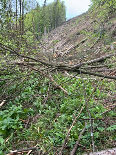 Рубки лісу над селом Підполоззя на Закарпатті: що відомо Рубки лісу над селом Підполоззя на Закарпатті: що відомо