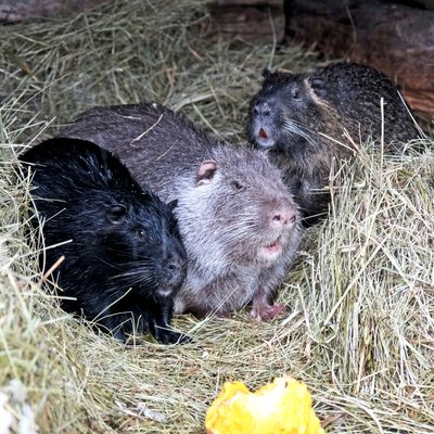 У Київському зоопарку оселилися разом індійські дикобрази та нутрії: коли приймають гостей У Київському зоопарку оселилися разом індійські дикобрази та нутрії: коли приймають гостей