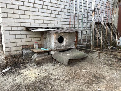 "Множинні опіки II-III ступеня": у Полтаві врятували кішку, над якою познущалися невідомі "Множинні опіки II-III ступеня": у Полтаві врятували кішку, над якою познущалися невідомі