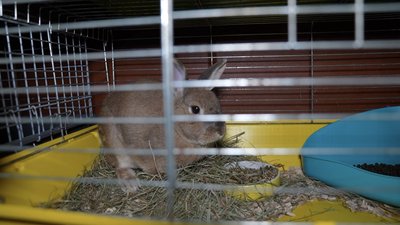 У сумському «DIMPETS» побільшало тварин, яких залишають через виїзд: притулок почав приймати собак