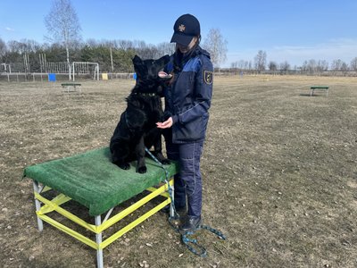 "Для нас — робота, для них — гра": як на Сумщині готують собак-рятувальників для пошуку людей під завалами "Для нас — робота, для них — гра": як на Сумщині готують собак-рятувальників для пошуку людей під завалами
