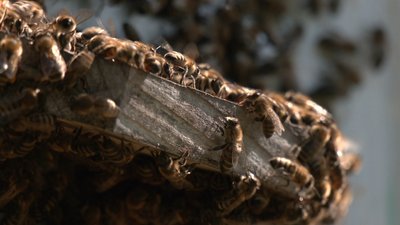 Пасіка, вулики, як викачати мед, як доглядати за бджолами Пасіка, вулики, як викачати мед, як доглядати за бджолами