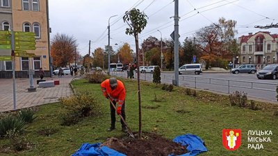 У Луцьку на проспекті Волі та площі Братський Міст висадили 11 нових дерев замість всохлих У Луцьку на проспекті Волі та площі Братський Міст висадили 11 нових дерев замість всохлих